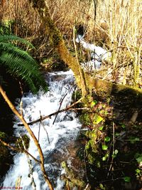 Scenic view of river amidst trees in forest