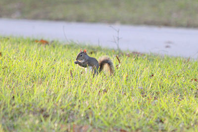 View of bird on field