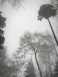 Low angle view of bare trees against sky