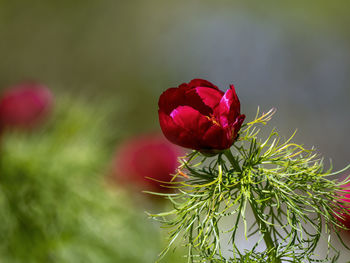 Close-up of red flowering plant