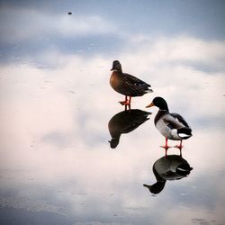 Ducks on a lake