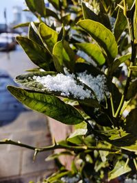 Close-up of frozen plant