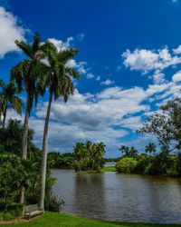 Palm trees against blue sky