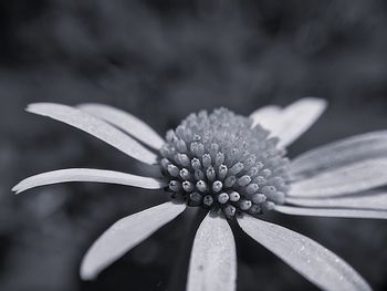 Close-up of wet flower on plant