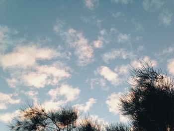 Low angle view of silhouette trees against sky