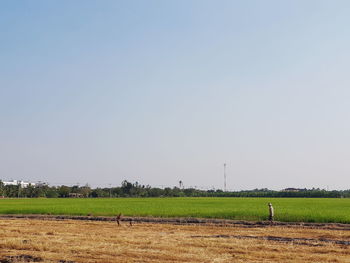 Scenic view of agricultural field against clear sky