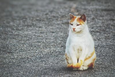 Cat sitting on floor