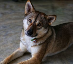 Close-up portrait of dog lying down