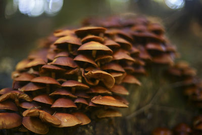 Close-up of pine cone on field