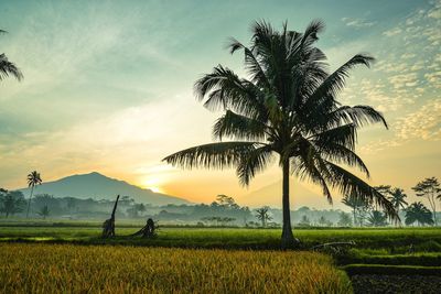 Scenic view of palm trees against sky during sunset