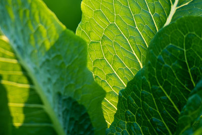 Close-up of green leaves