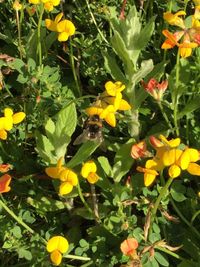 Close-up of bee on yellow flowers