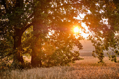 Trees on field against bright sun