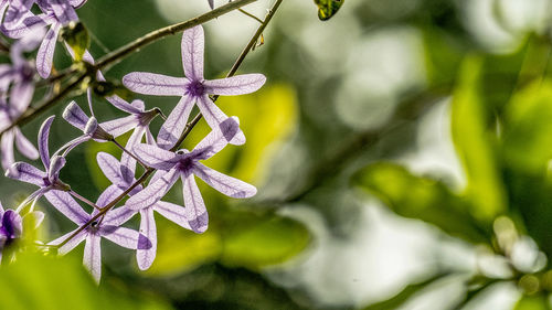 Close-up of purple flowering plant