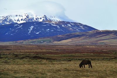 View of a horse on field against snowcapped mountains