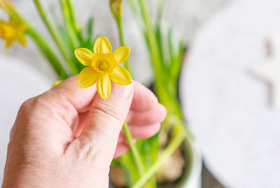 Close-up of hand holding daffodil