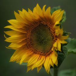 Close-up of sunflower