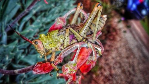 Close-up of insect on plant