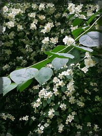 Close-up of fresh plants by water