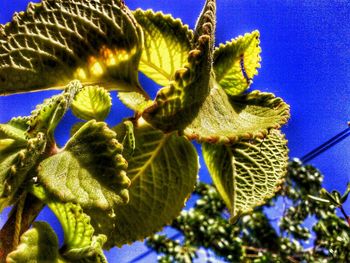 Low angle view of blue sky