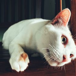 Close-up of a cat lying down