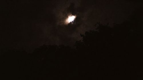 Low angle view of trees against sky at night