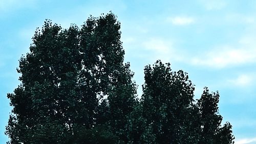 Low angle view of tree against sky