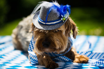 Close-up of a dog