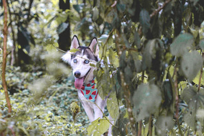 Dog walks in nature on a sunny day over green pastures with brown, green and yellow backgrounds