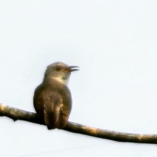 animal themes, animals in the wild, wildlife, one animal, monkey, copy space, clear sky, perching, full length, sitting, bird, low angle view, outdoors, day, nature, no people, two animals, close-up, focus on foreground, side view