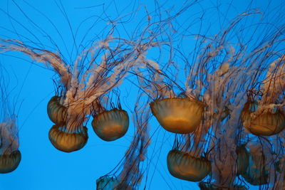 Close-up of jellyfish swimming in sea