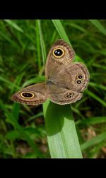 Close-up of butterfly perching on grass