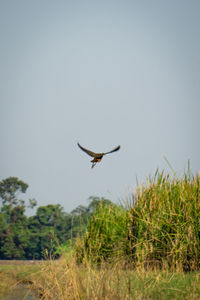 Bird flying over a field