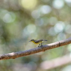 Close-up of bird perching on branch