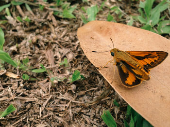 High angle view of butterfly on leaf