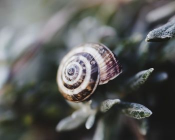 Close-up of snail on leaf