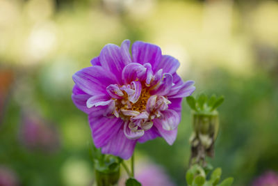 Close-up of pink flowering plant