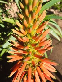 Close-up of cactus