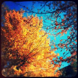 Trees against sky during autumn