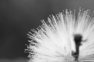 Close-up of dandelion