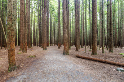 Pine trees in forest