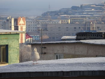 Seagull perching on a building