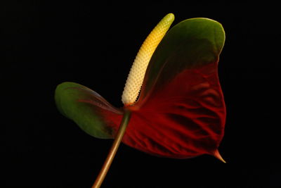 Close-up of flower over black background