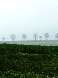Trees on field against sky during foggy weather
