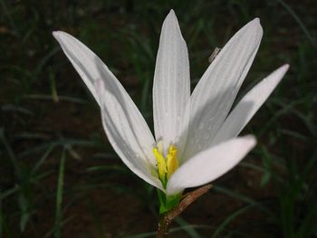 Close-up of flower