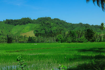 Scenic view of trees on field against sky