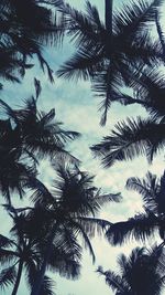 Low angle view of palm tree against sky