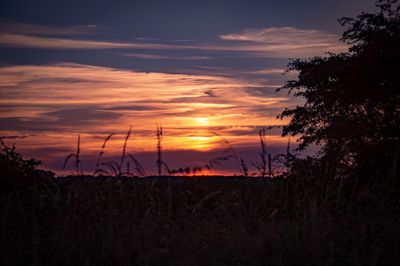 Silhouette plants on field against sky during sunset