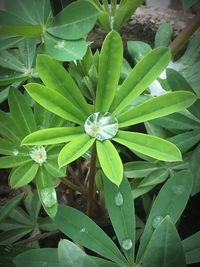 Close-up high angle view of plants