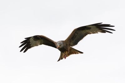 Close-up of bird flying against clear sky